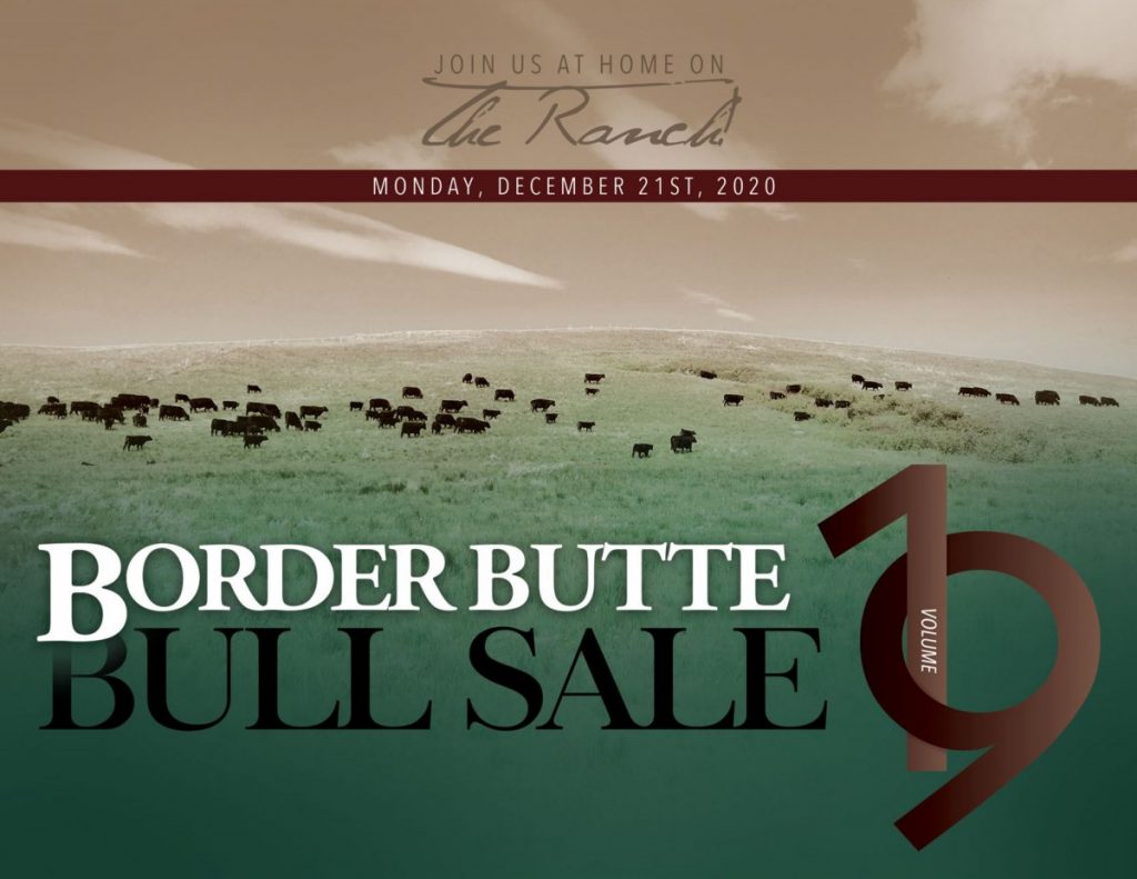 Border Butte Angus Bull Sale Golden Thread Livestock Images